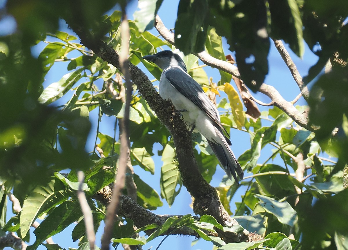Wallacean Cuckooshrike (Sumba) - ML646726354