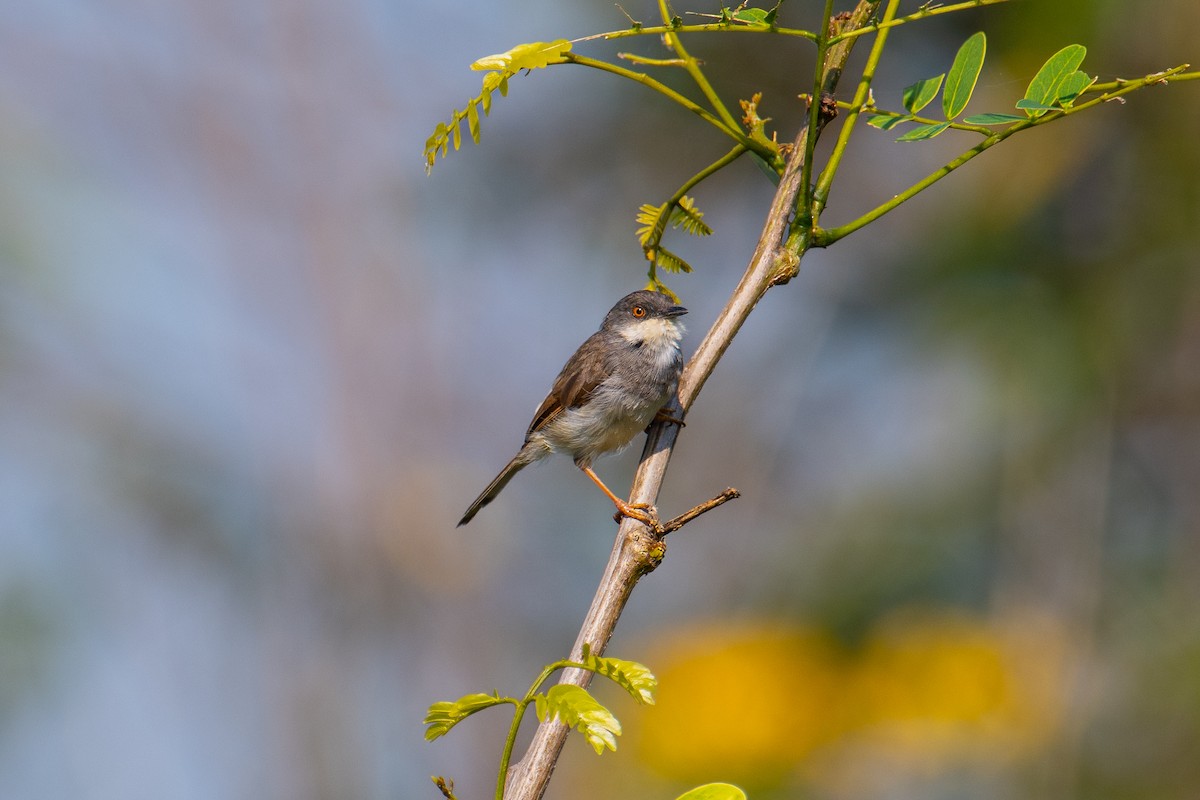 Gray-breasted Prinia - ML646726355