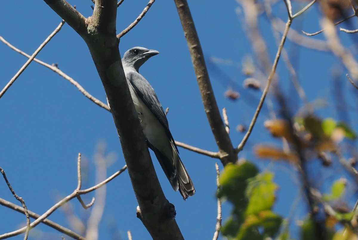 Wallacean Cuckooshrike (Sumba) - ML646726357