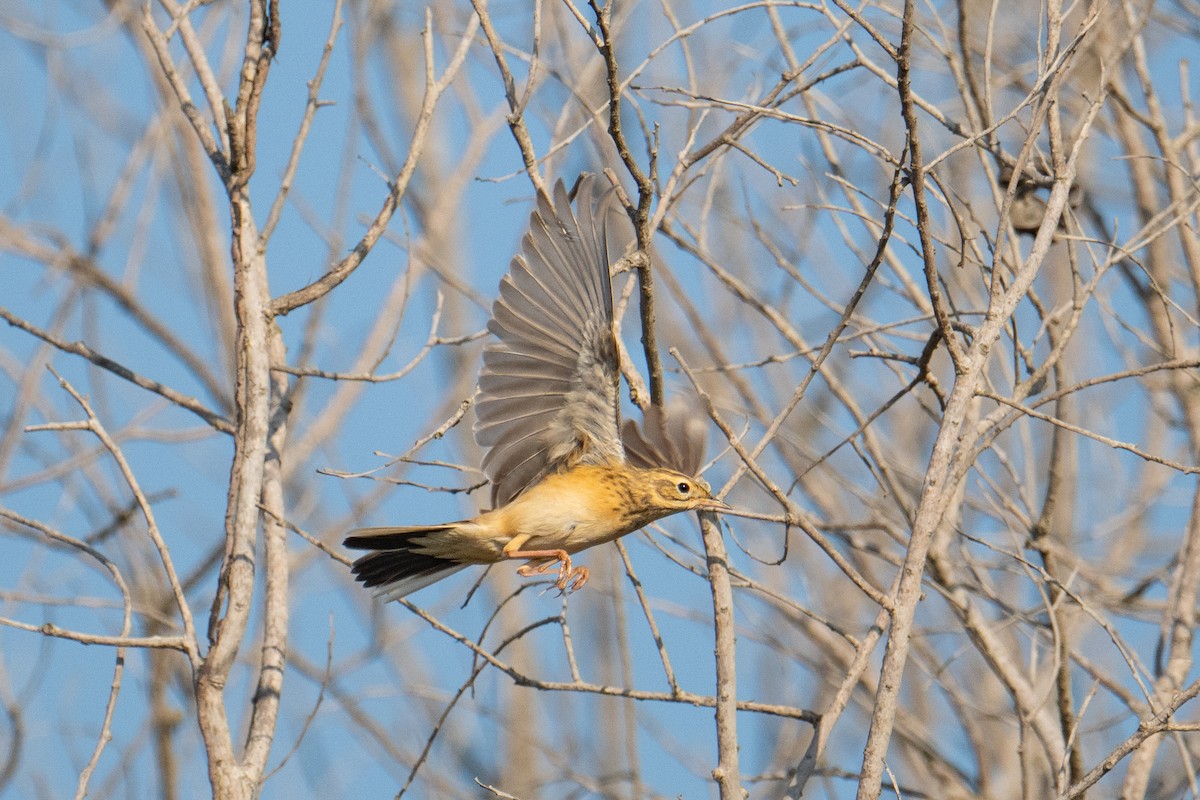 Blyth's Pipit - ML646726358