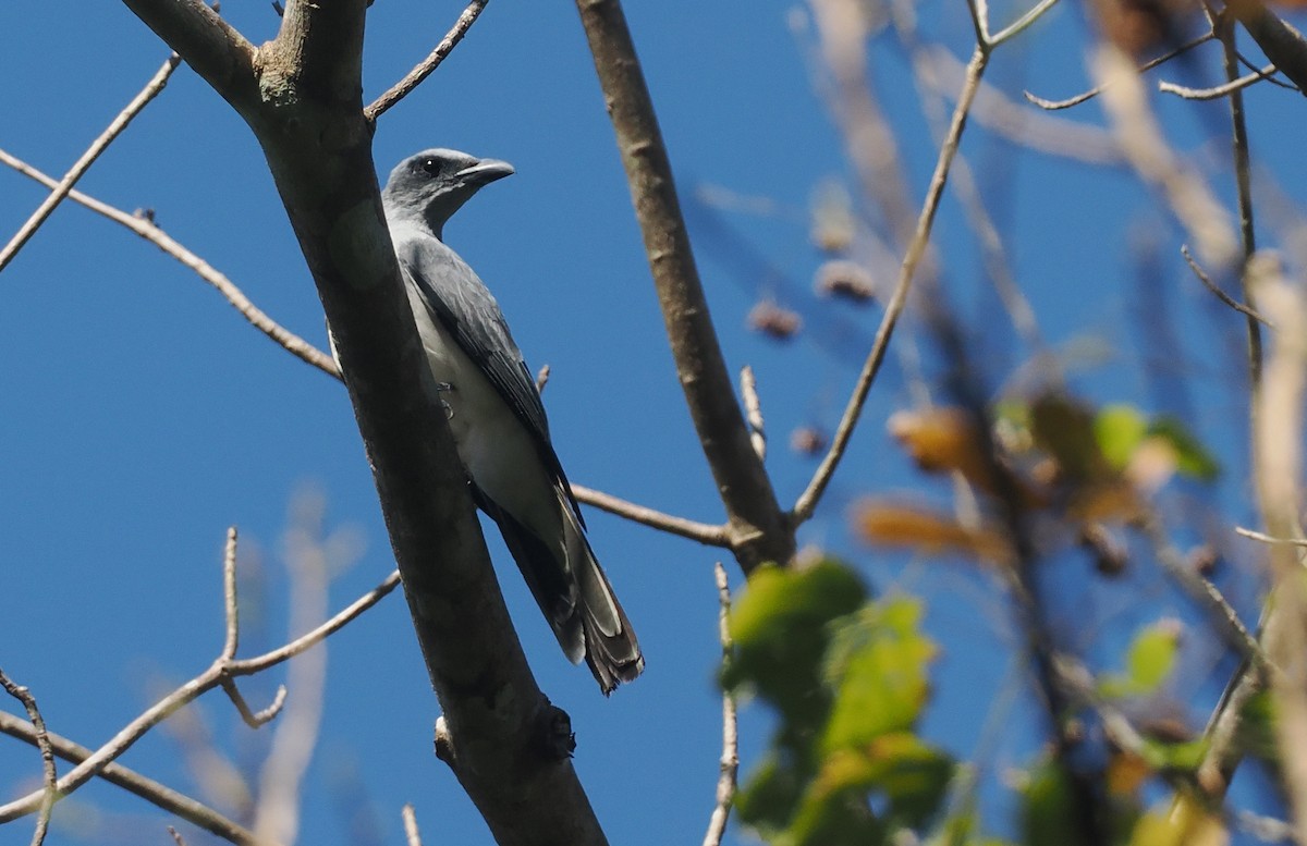 Wallacean Cuckooshrike (Sumba) - ML646726359