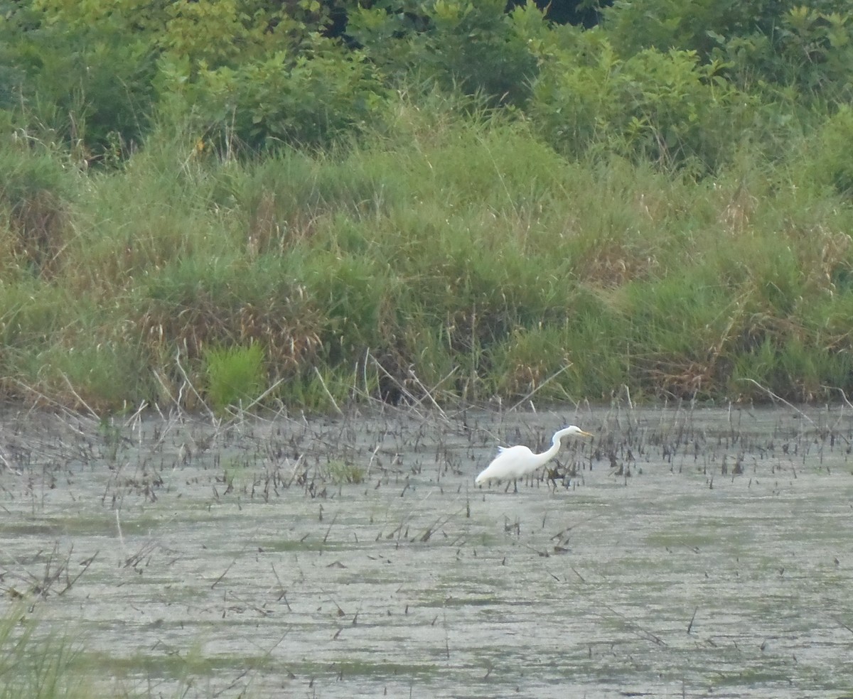 ダイサギ - ML646726360