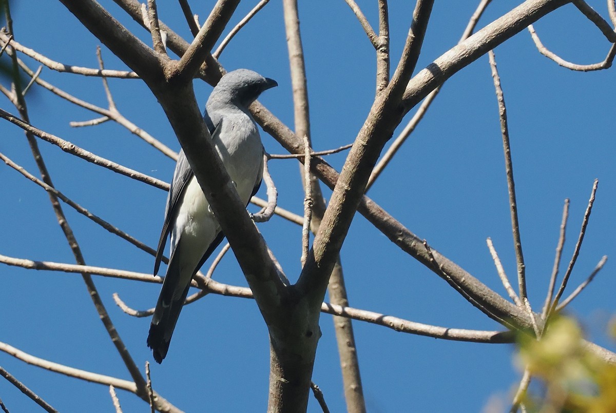Wallacean Cuckooshrike (Sumba) - ML646726361