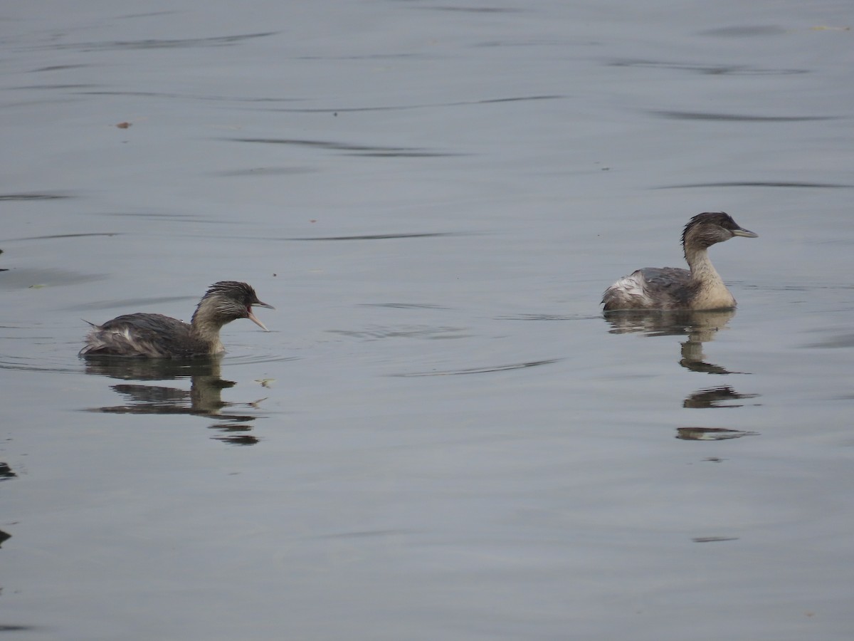Zampullín Canoso - ML646726362