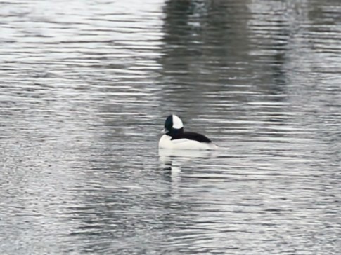 Büffelkopfente - ML646726363