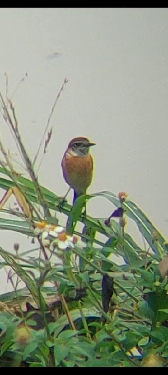 דוחל כתום-שת - ML646726364