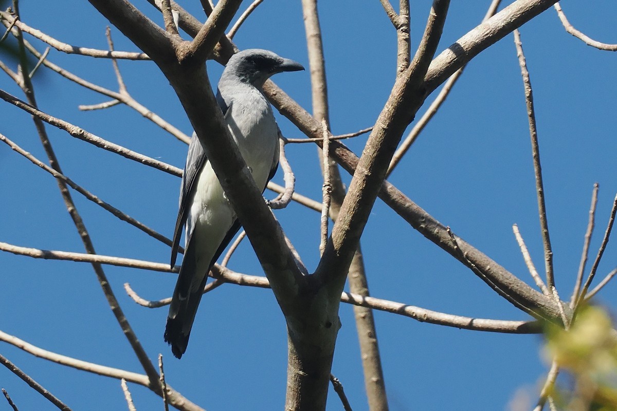 Wallacean Cuckooshrike (Sumba) - ML646726366