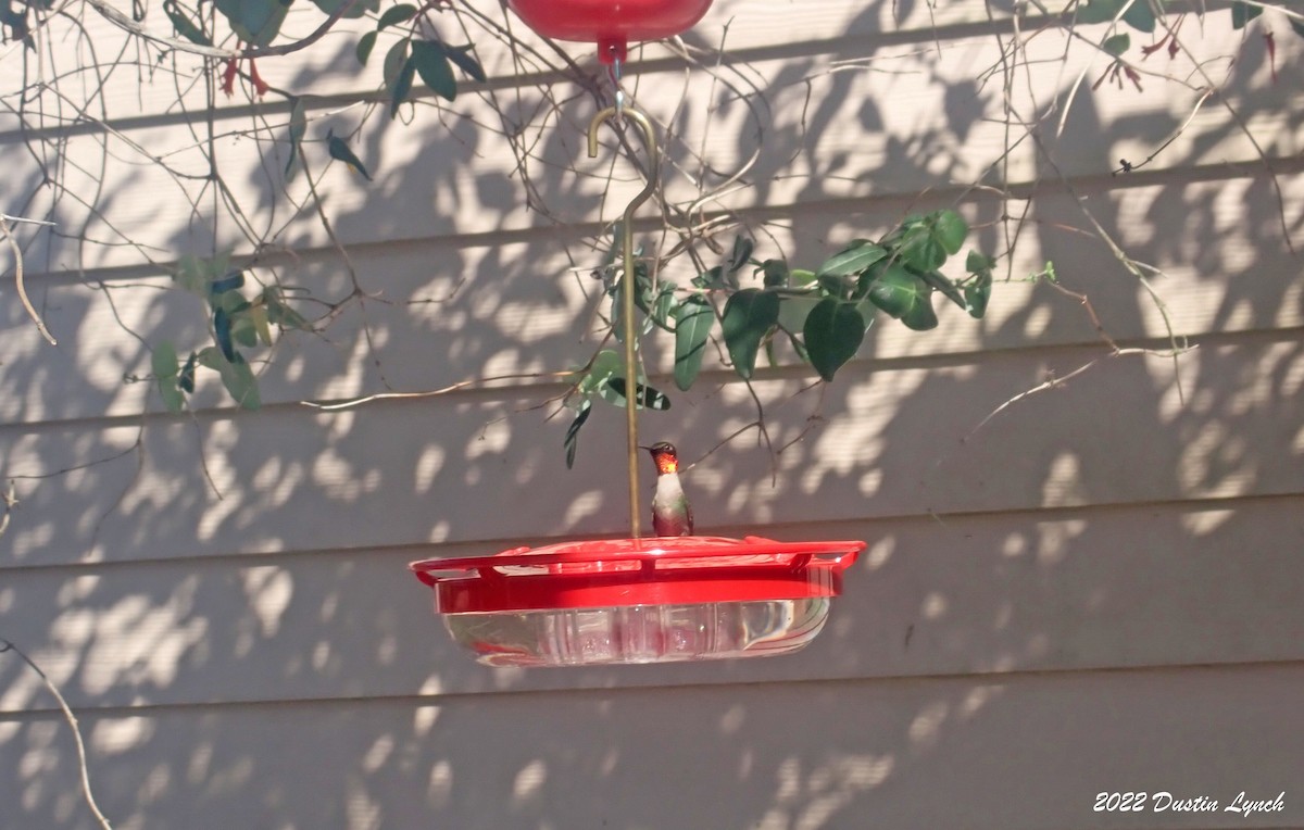 Colibri à gorge rubis - ML646726368