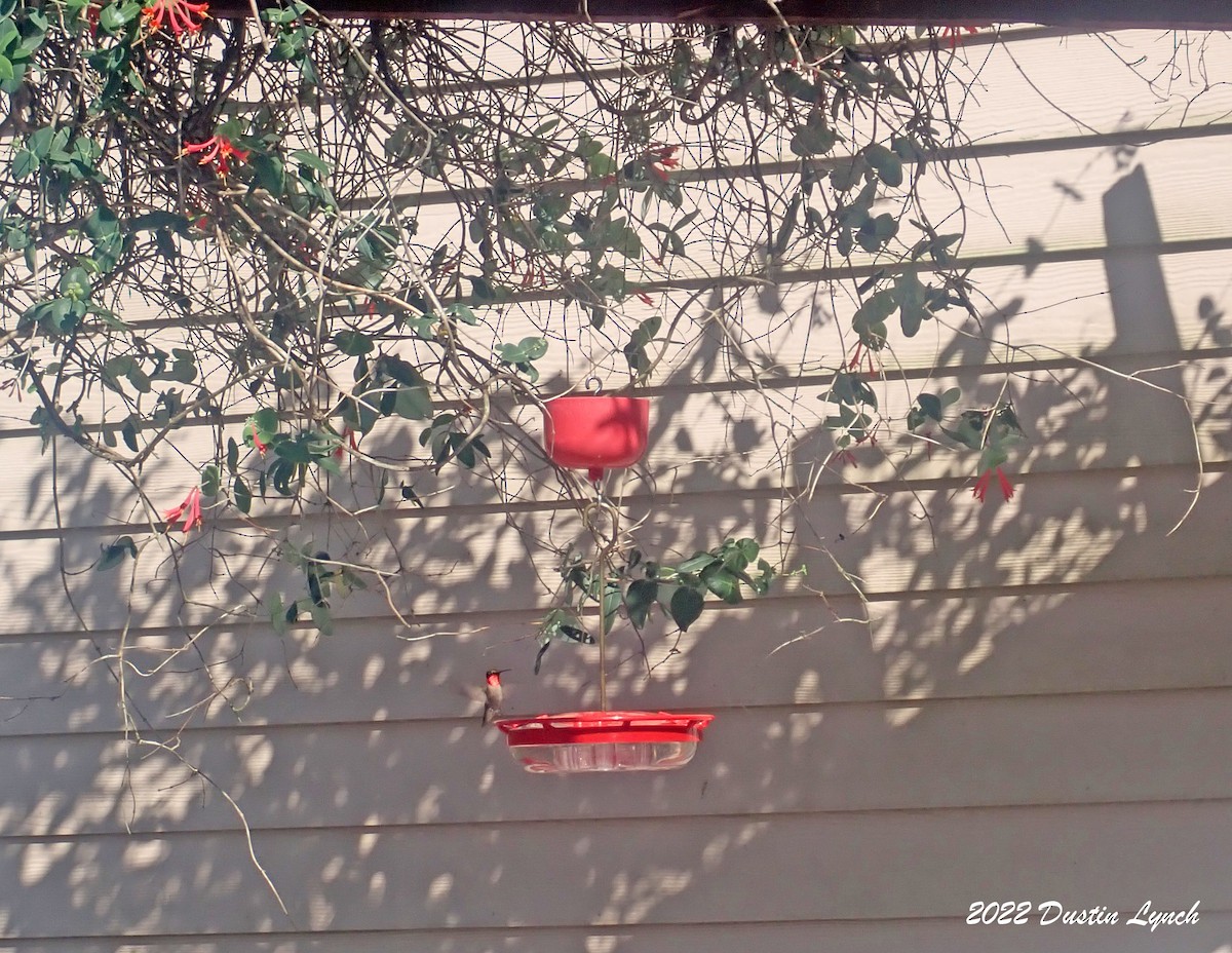 Colibri à gorge rubis - ML646726369