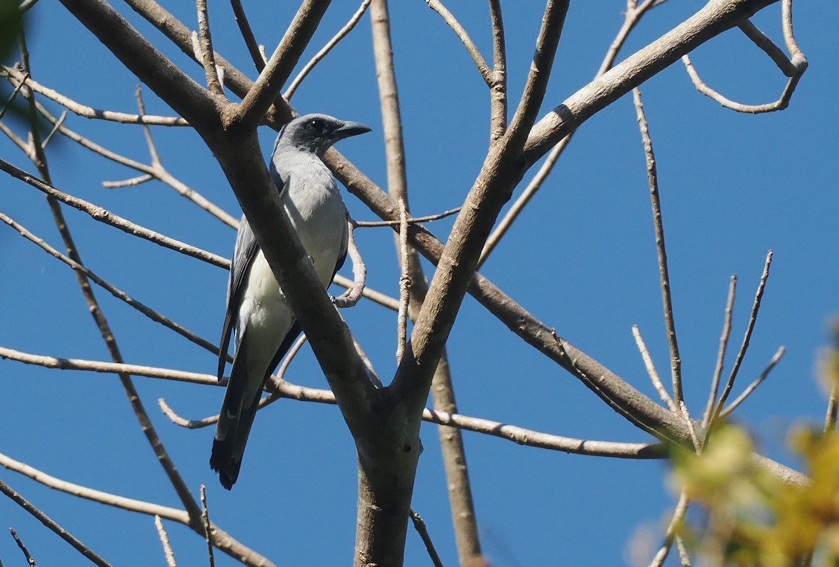 Wallacean Cuckooshrike (Sumba) - ML646726370