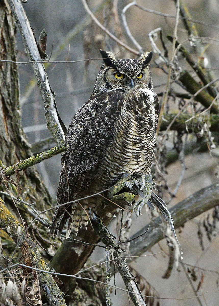 Great Horned Owl - ML646726371