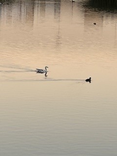 Snow Goose - ML646726372