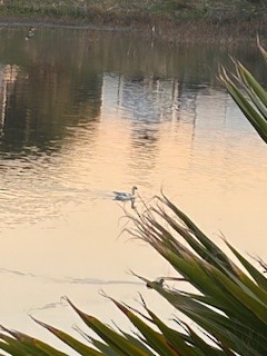Snow Goose - ML646726373