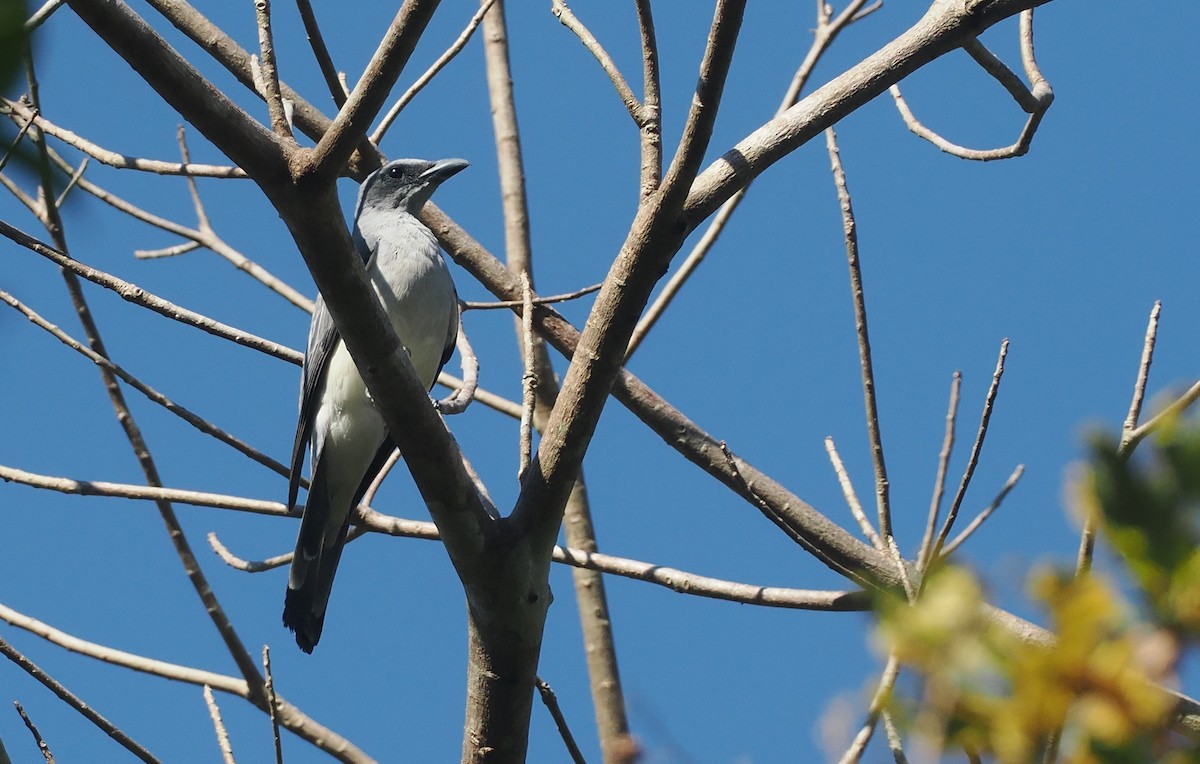 Wallacean Cuckooshrike (Sumba) - ML646726374