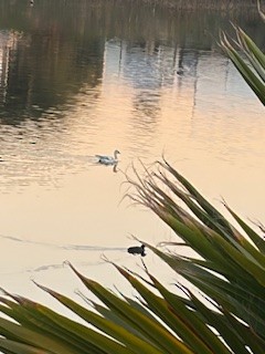 Snow Goose - ML646726375