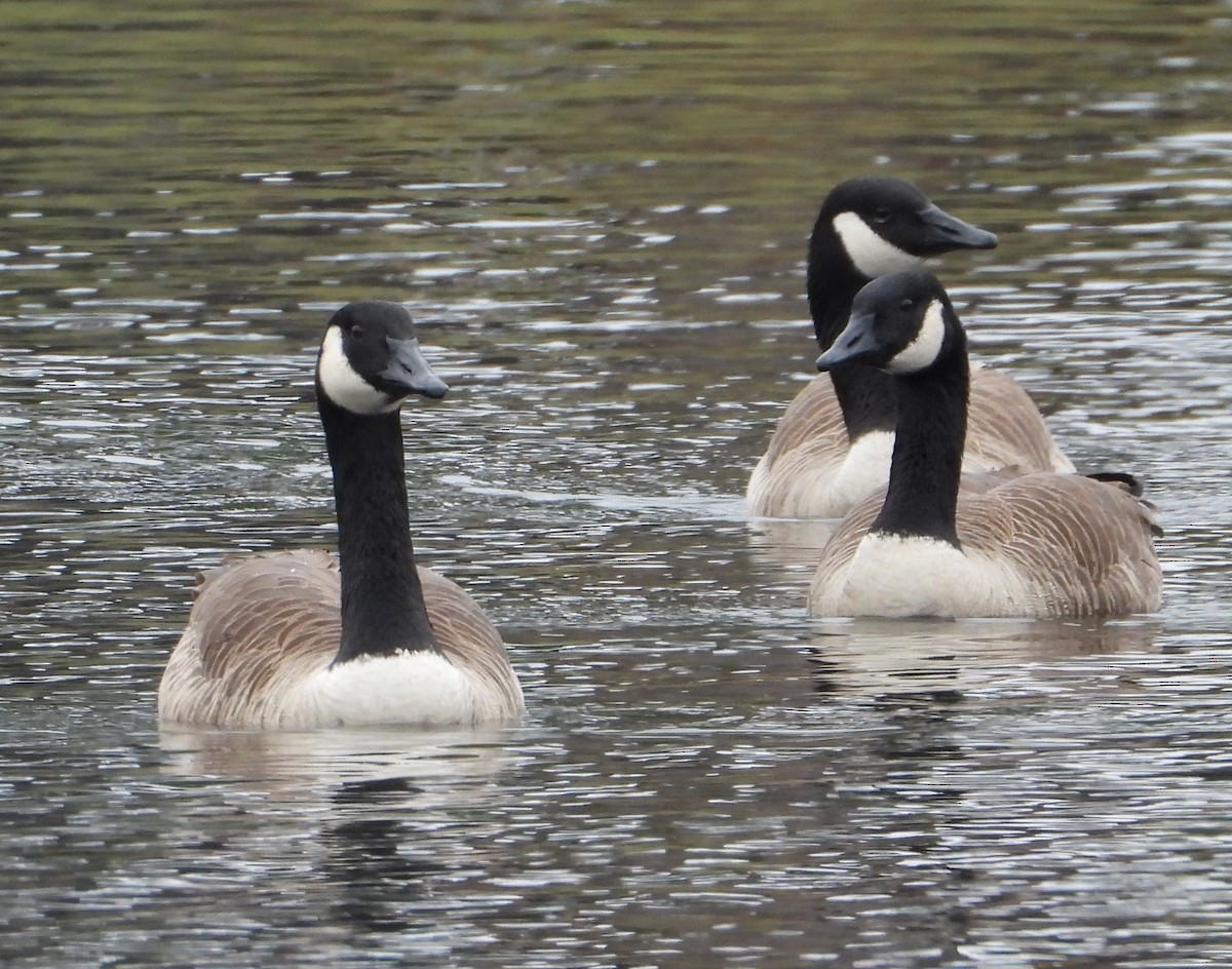 Canada Goose - ML646726376