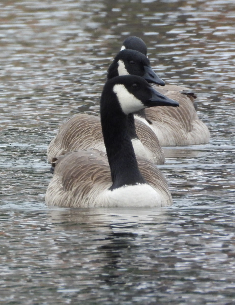 Canada Goose - ML646726377
