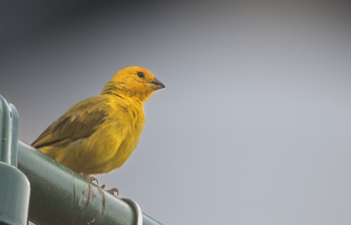Saffron Finch (Saffron) - ML646726378