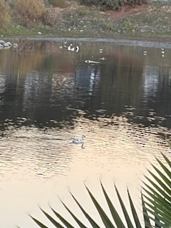 Snow Goose - ML646726379