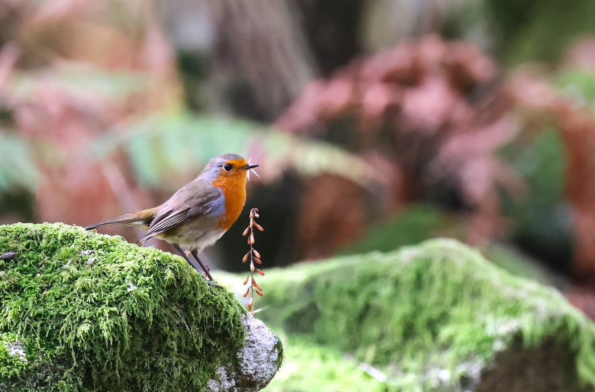 Өрнийн зээрд омруут - ML646726380