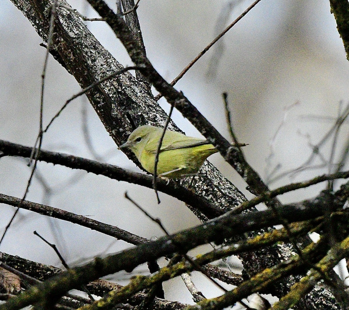 Orange-crowned Warbler - ML646726381