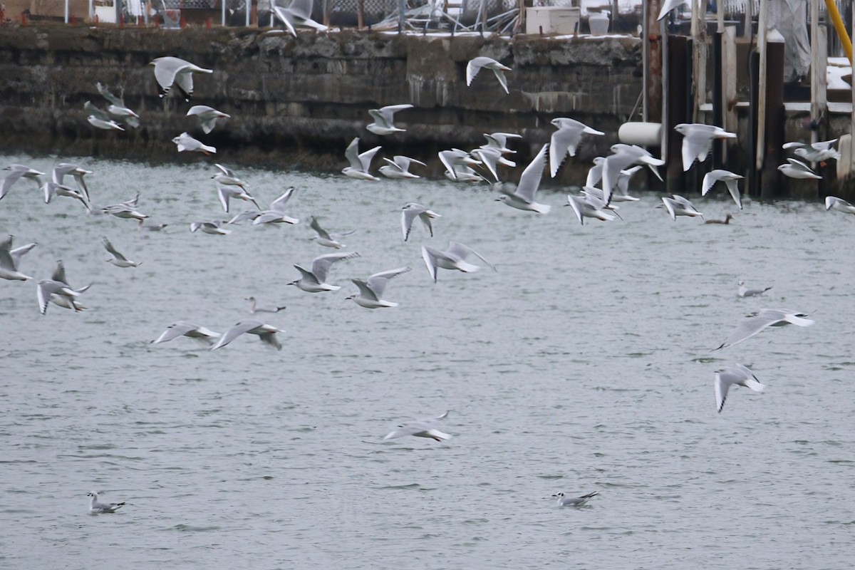 Bonaparte's Gull - ML646726382