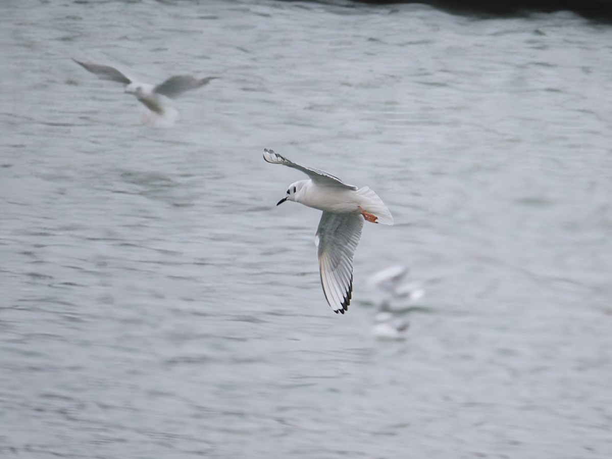 Bonaparte's Gull - ML646726383