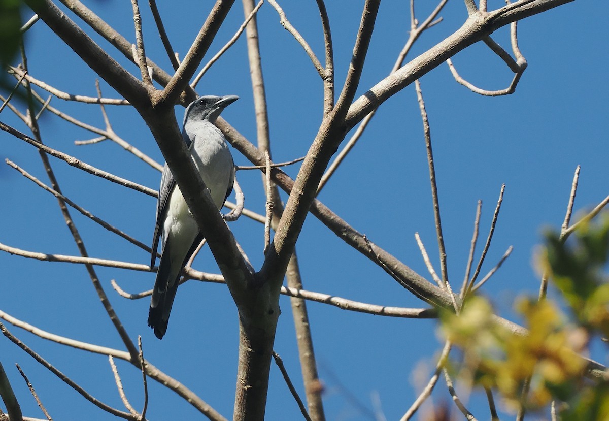 Wallacean Cuckooshrike (Sumba) - ML646726384