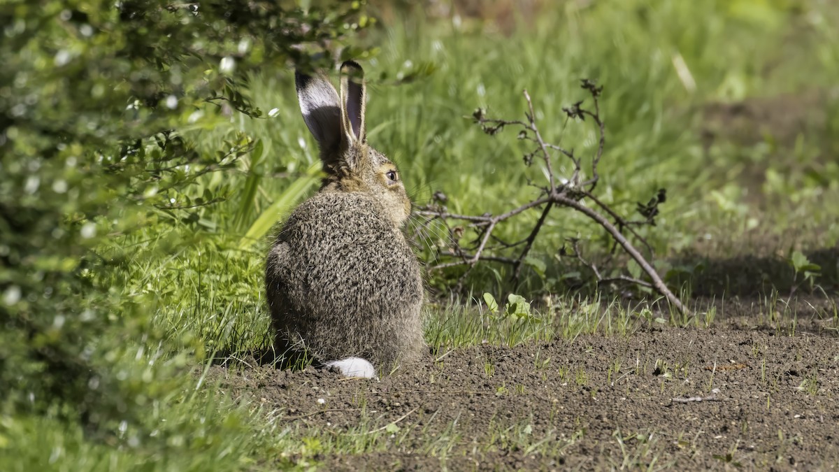 Feldhase - ML646726386