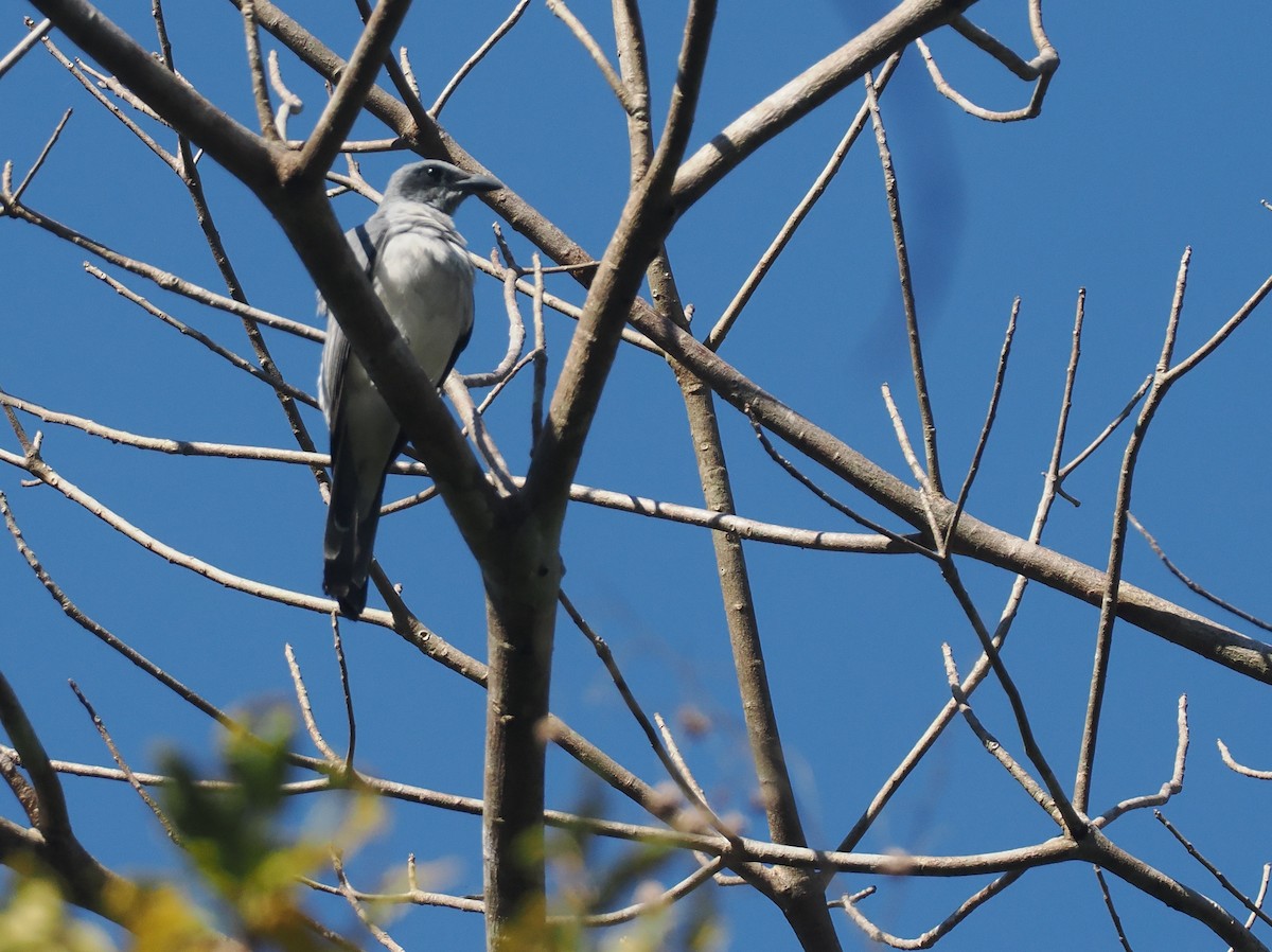 Wallacean Cuckooshrike (Sumba) - ML646726388
