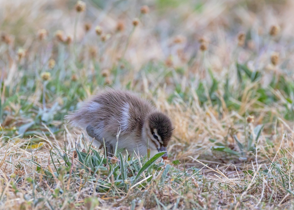 Maned Duck - ML646726390