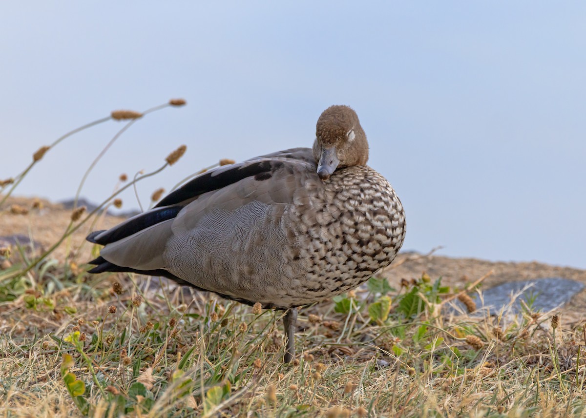 Maned Duck - ML646726391