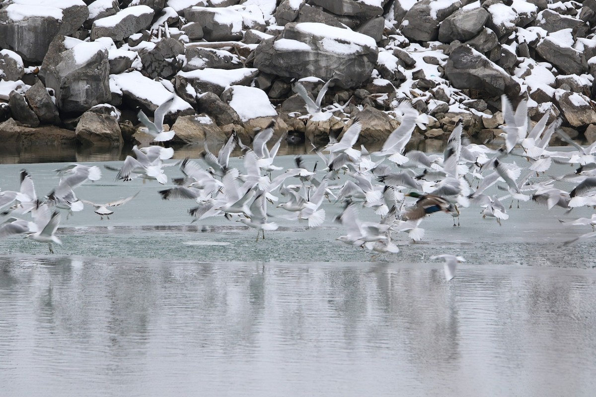 Ring-billed Gull - ML646726392