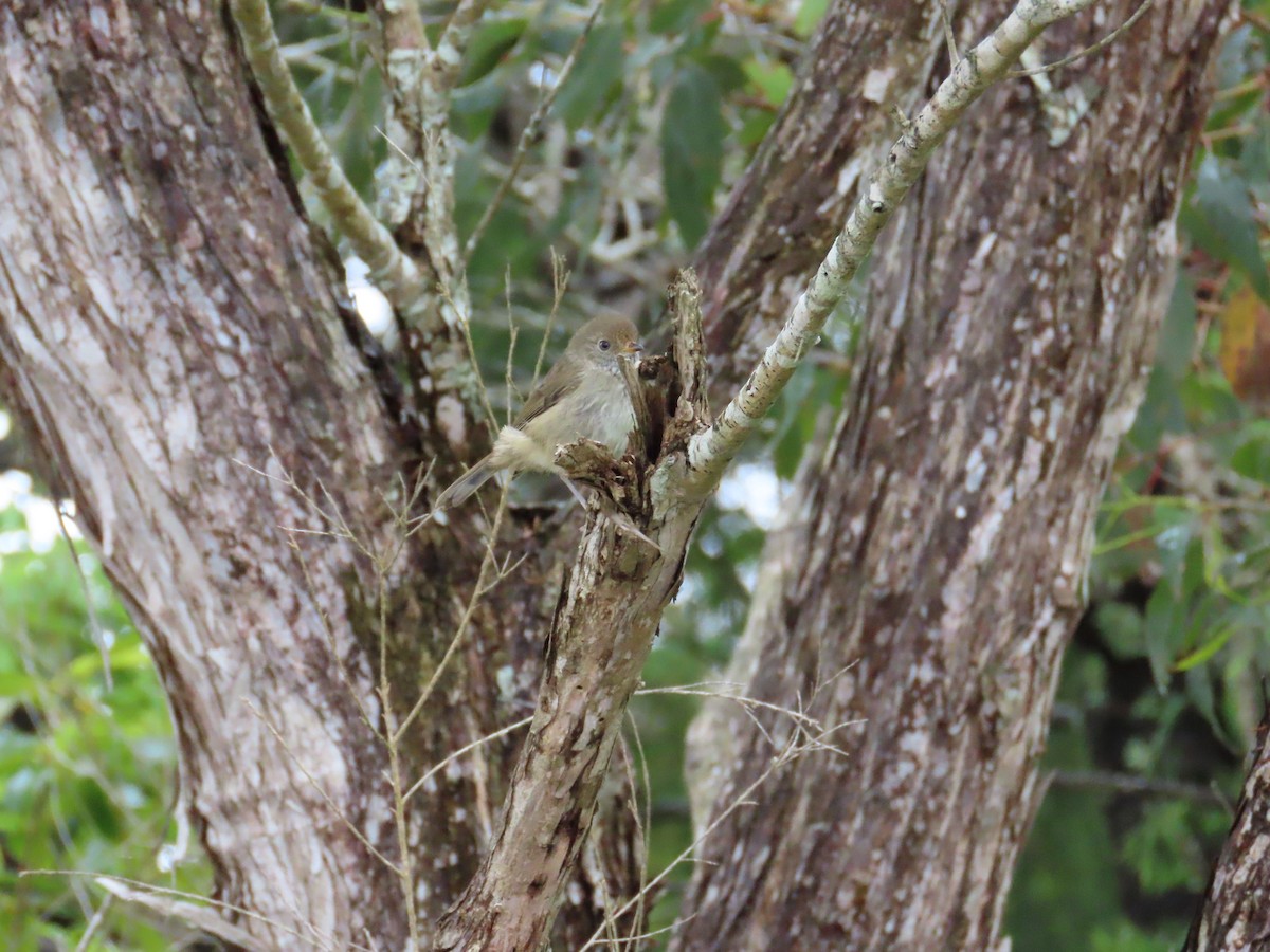 Brown Thornbill - ML646726396