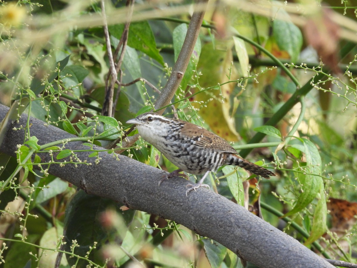 Banded Wren - ML646726397