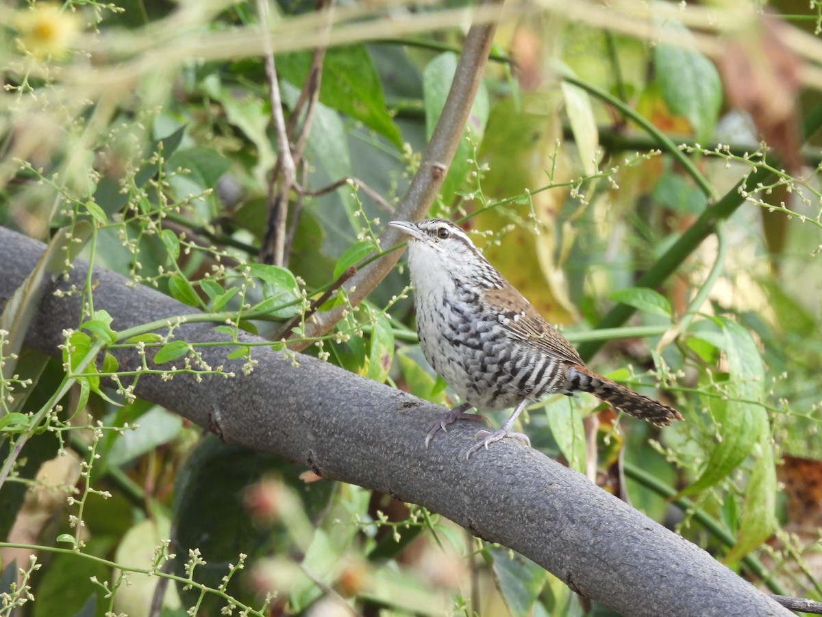 Banded Wren - ML646726398