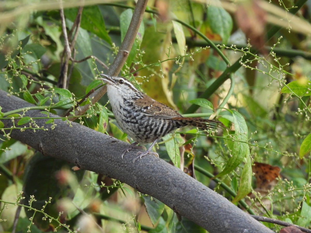 Banded Wren - ML646726399