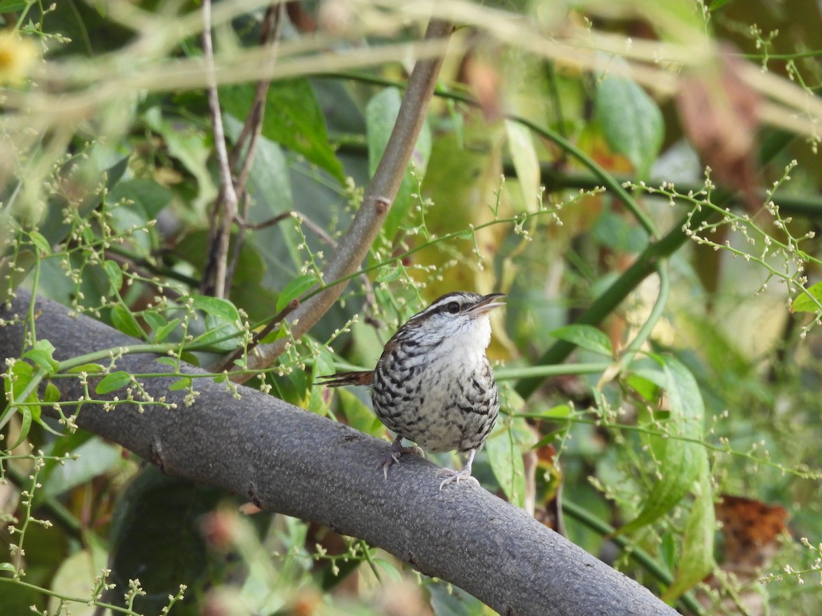Banded Wren - ML646726400