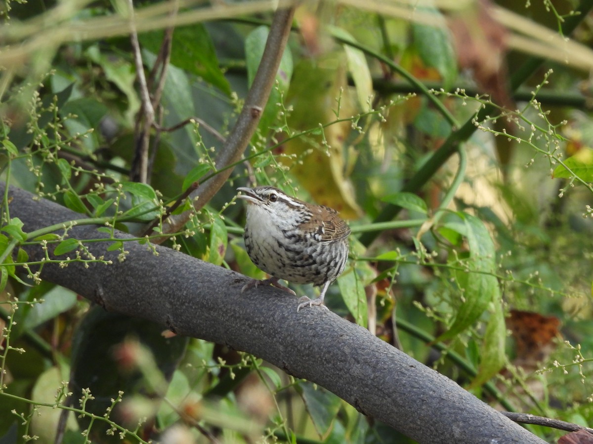 Banded Wren - ML646726401