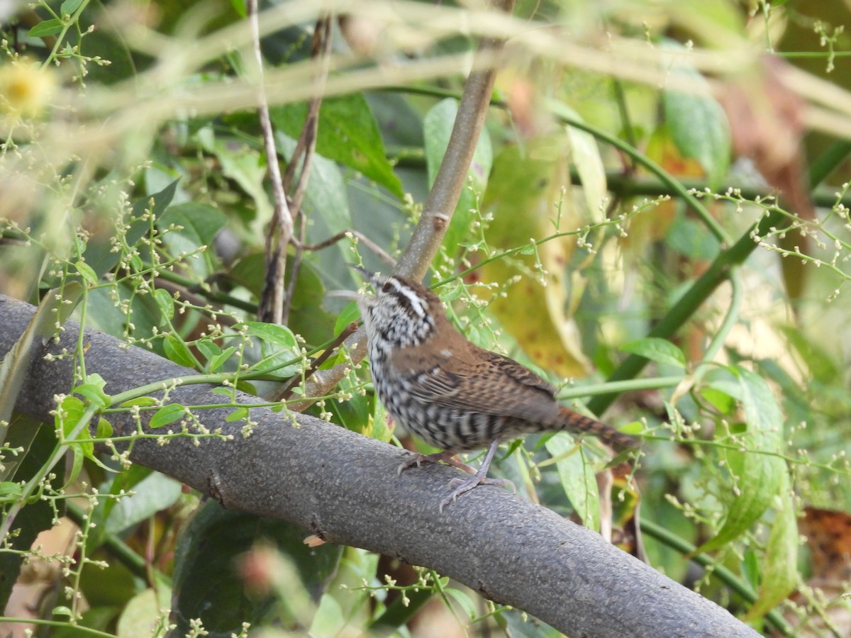 Banded Wren - ML646726402