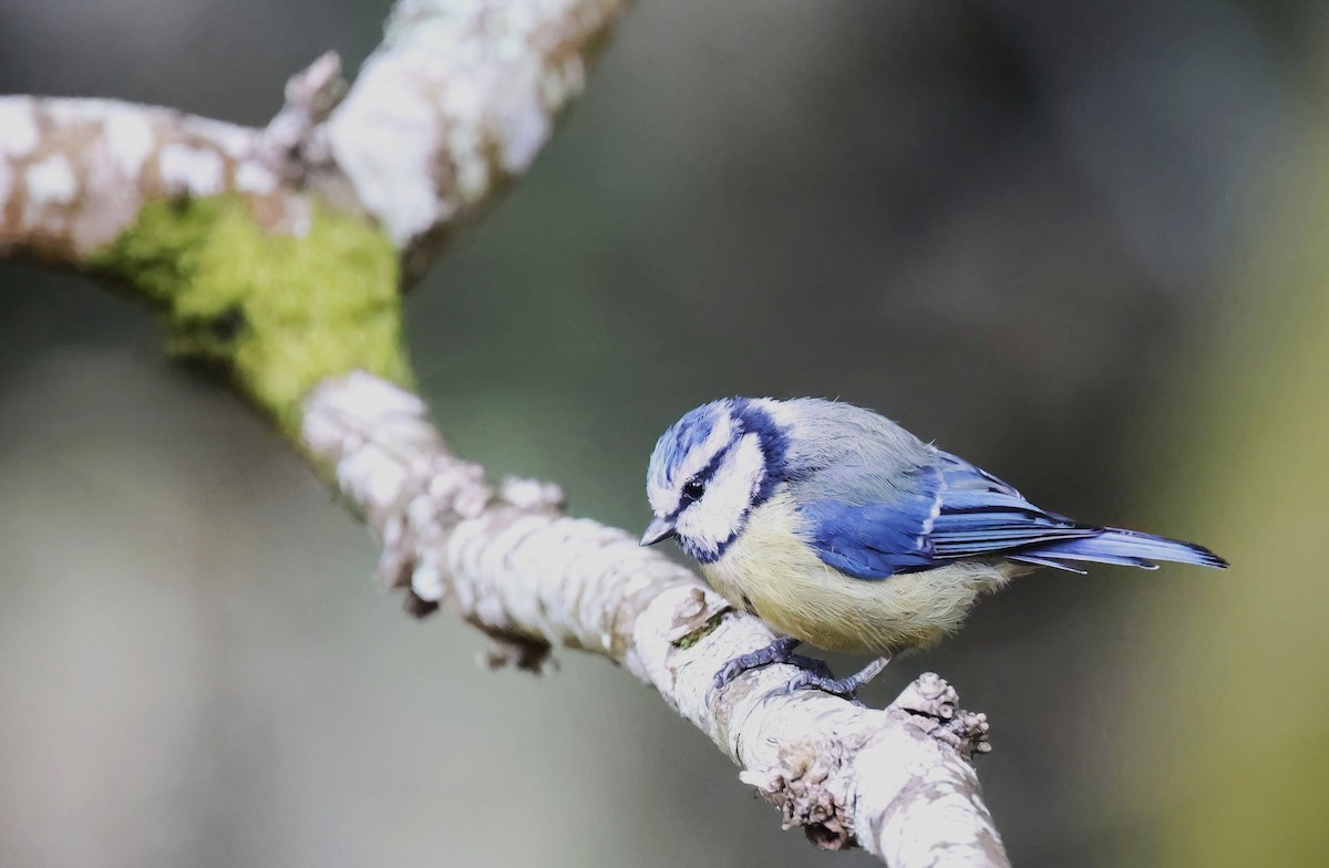 Өрнийн хөх бух - ML646726403