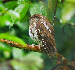 Oriental Scops-Owl - ML646726405