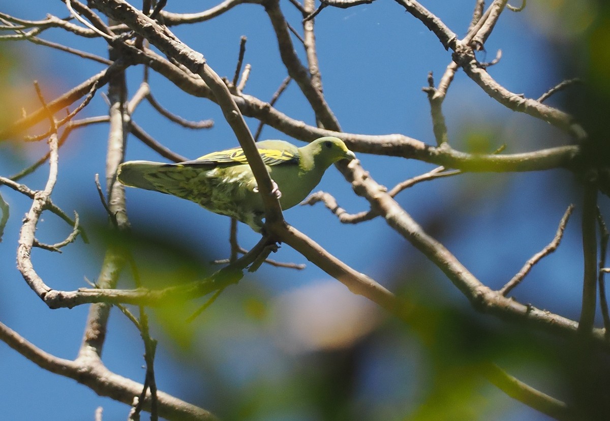 Сумбанский зелёный голубь - ML646726406