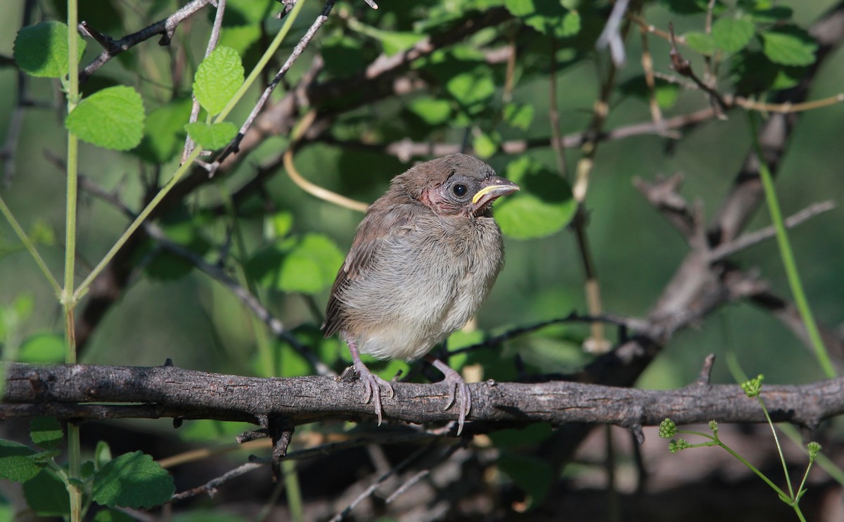 Değişken Renkli Çinte - ML646726408