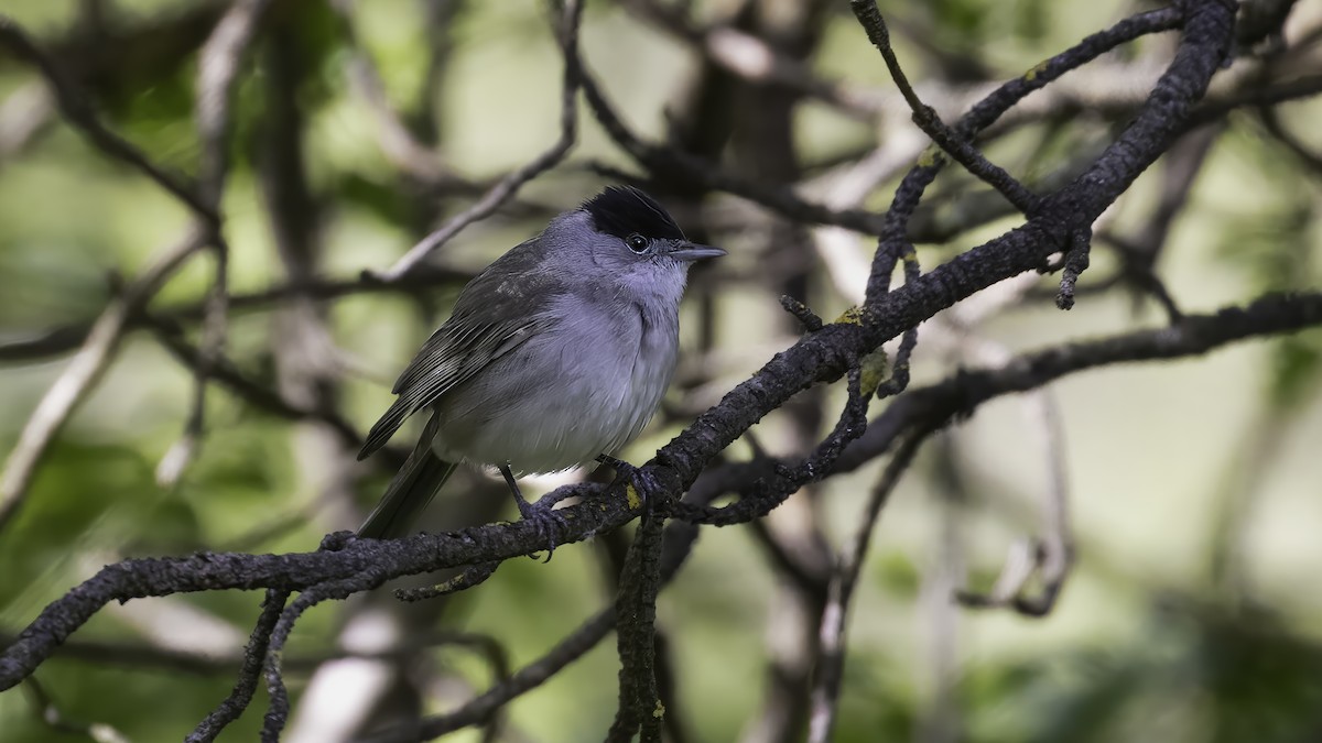 Mönchsgrasmücke - ML646726409