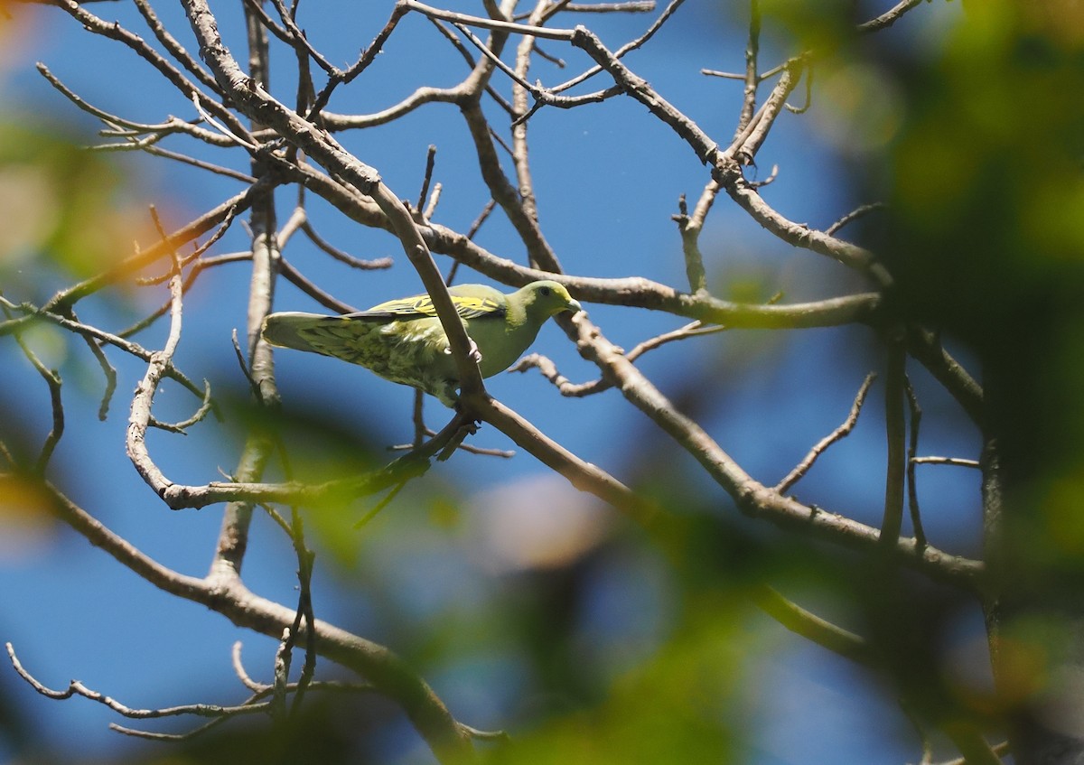 Сумбанский зелёный голубь - ML646726411