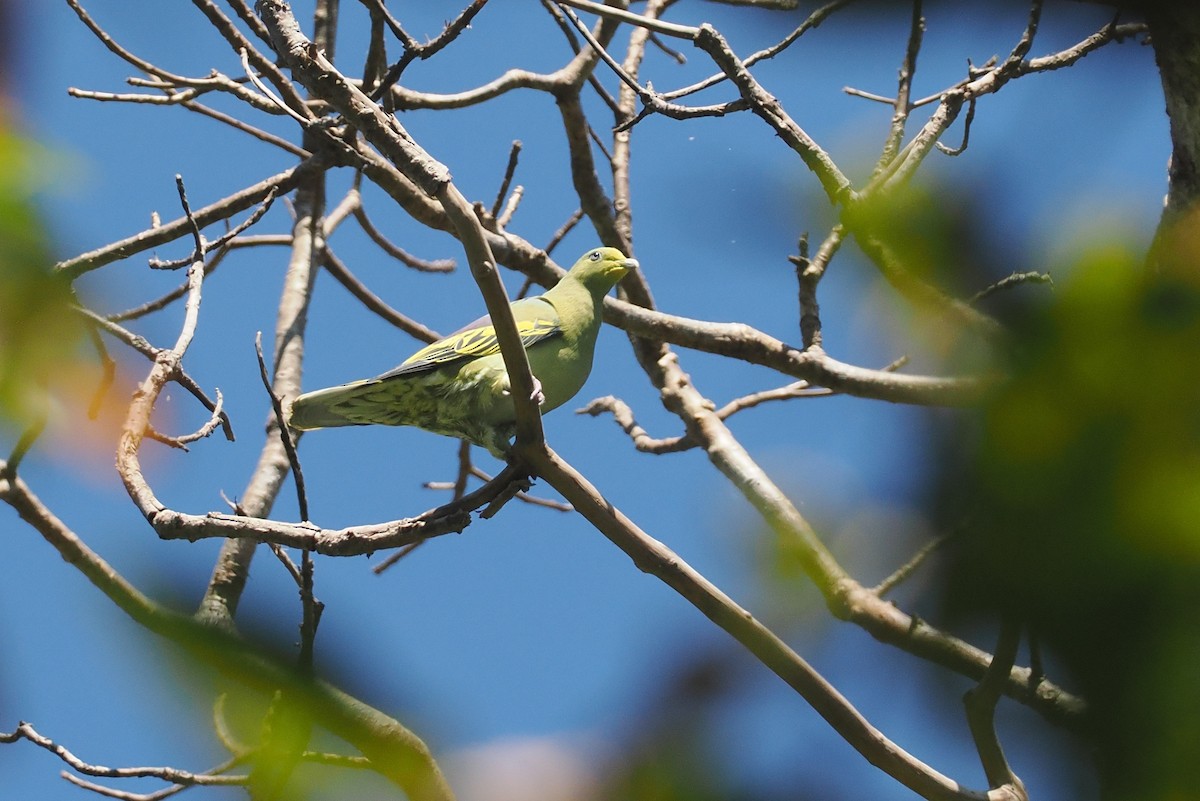 Сумбанский зелёный голубь - ML646726429