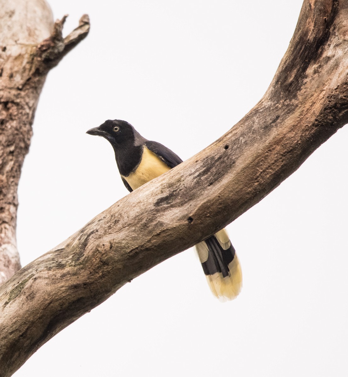 Black-chested Jay - ML646726430