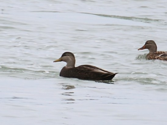 Dunkelente - ML646726431