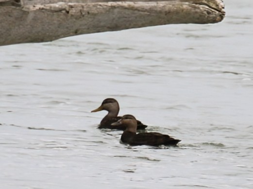 Dunkelente - ML646726432